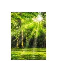 Фотообои листовые ФабрикаФресок Солнечный Зеленый Весенний Лес / 1092270 Фабрикафресок