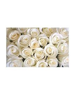 Фотообои листовые Citydecor Бутоны роз