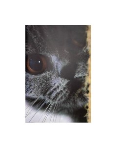 Картина Stamion Катэ