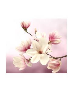 Фотообои листовые Vimala Розовые цветы