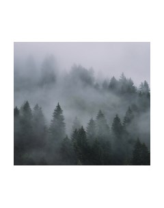 Фотообои листовые Vimala Лес в тумане 7