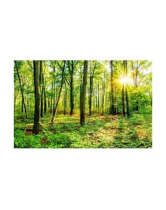 Фотообои листовые Citydecor Солнечный лес