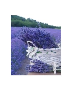 Картина Stamion Поле