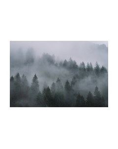 Фотообои листовые Vimala Лес в тумане 7