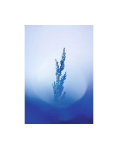 Картина на стекле Холодная ветка 1 SP025 Stamprint