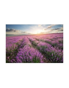 Фотообои листовые Лавандовое поле Citydecor