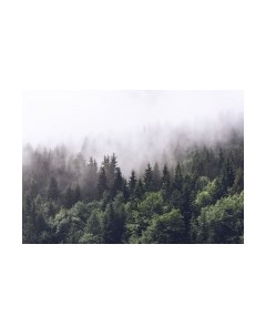 Фотообои листовые ФабрикаФресок Туманный лес / 194280 Фабрикафресок