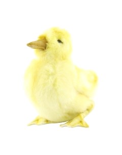 Мягкая игрушка Hansa Сreation Утенок / 4857 Hansa сreation