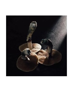 Картина на стекле Грибы 2 KT065 Stamprint