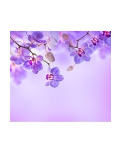 Фотообои листовые Vimala Цветы над водой 2