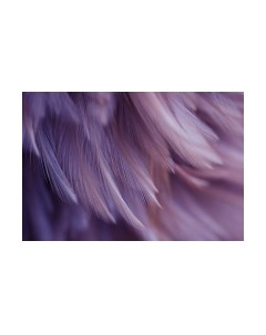 Фотообои листовые Vimala Перья 18