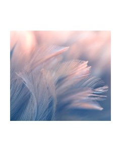 Фотообои листовые Vimala Перья 15