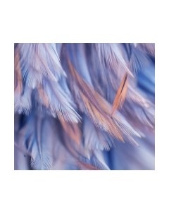 Фотообои листовые Vimala Перья 5