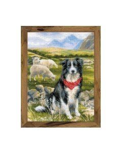 Набор для вышивания Бордер-колли / 1767 Риолис