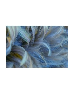 Фотообои листовые Vimala Перья 12