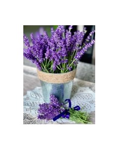 Картина Stamion Лаванда в вазе
