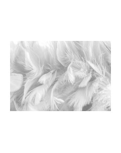 Фотообои листовые ФабрикаФресок Серые перья / 154280 Фабрикафресок