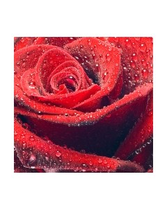 Фотообои листовые Citydecor Красная роза