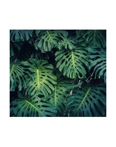 Фотообои листовые Vimala Листья монстеры