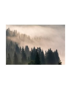 Фотообои листовые Vimala Лес в тумане 3