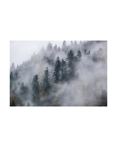 Фотообои листовые Vimala Лес в тумане 10