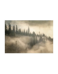 Фотообои листовые Vimala Солнечный лес 3