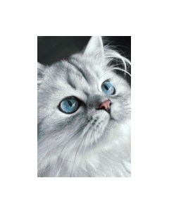 Набор алмазной вышивки Взгляд котика / WD3003 Wizardi