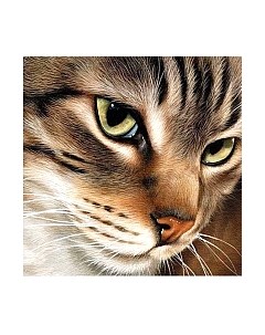 Набор алмазной вышивки Загадочный кот / WD282 Wizardi