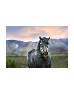 Картина на стекле На выгуле AN024 Stamprint