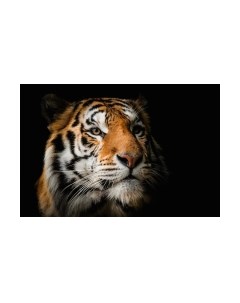 Картина на стекле Stamprint Солнечный тигр AN016