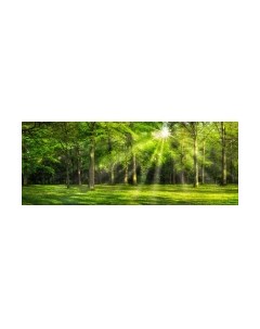 Фотообои листовые ФабрикаФресок Солнечный Зеленый Весенний Лес / 1097270 Фабрикафресок