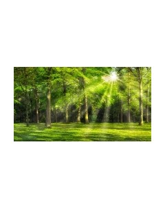 Фотообои листовые ФабрикаФресок Солнечный Зеленый Весенний Лес / 1095270 Фабрикафресок