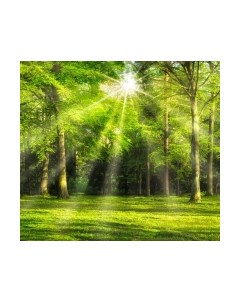 Фотообои листовые ФабрикаФресок Солнечный Зеленый Весенний Лес / 1093270 Фабрикафресок