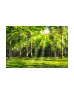 Фотообои листовые ФабрикаФресок Солнечный Зеленый Весенний Лес / 1094270 Фабрикафресок