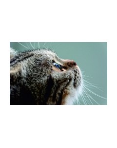 Картина Stamion Взгляд