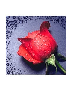 Набор алмазной вышивки Красная Роза / АЖ-14 Алмазная живопись