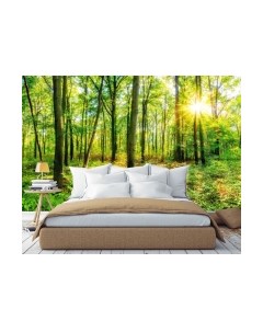 Фотообои листовые Citydecor Солнечный лес