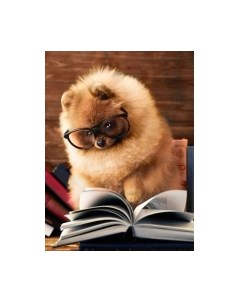 Набор алмазной вышивки Шпиц за книжкой / АЖ-1831 Алмазная живопись