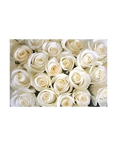 Фотообои листовые Citydecor Бутоны роз