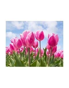 Набор алмазной вышивки Небо и тюльпаны / WD2301 Wizardi