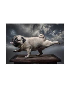 Фотообои листовые Citydecor Животные и Птицы 13