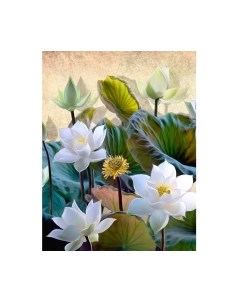 Фотообои листовые Citydecor Цветы и Растения 163