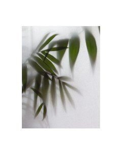 Фотообои листовые Citydecor Цветы и Растения 158