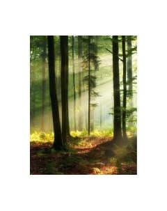 Фотообои листовые Citydecor Природа 28