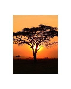 Фотообои листовые Citydecor Природа 94