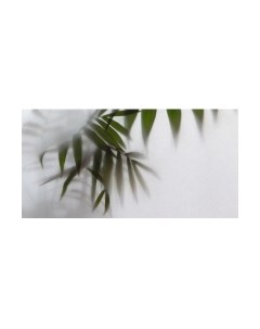 Фотообои листовые Citydecor Цветы и Растения 158