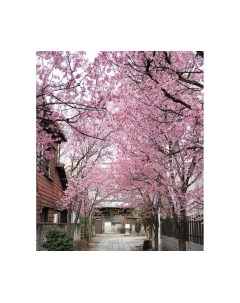 Фотообои листовые Citydecor Природа 102