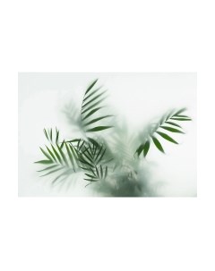 Фотообои листовые Citydecor Цветы и Растения 155