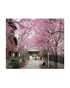 Фотообои листовые Citydecor Природа 102