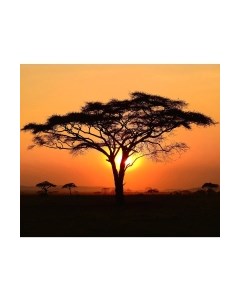 Фотообои листовые Citydecor Природа 94